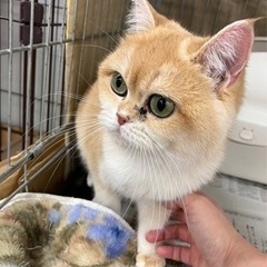 ブリティッシュ ショートヘアの女の子（代理投稿です）