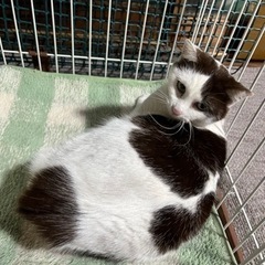 ピンクのお鼻がかわいいですよ - 倉敷市