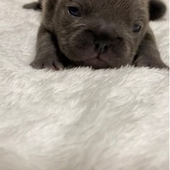 フレンチブルドッグ💙BLUE💙 − 長崎県