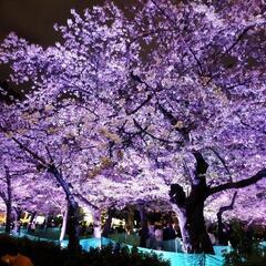 🌸3/23土曜日　中高年の花見の集い🌸を募集します。 - 名古屋市