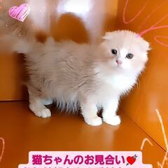 3/3(日)譲渡会♪11月生スコテッシュホールド♂レッドタビー＆...
