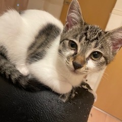 生後4ヶ月程の子猫