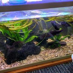 熱帯魚飼育一式の画像