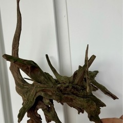 流木 大① 淡水