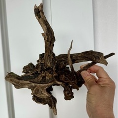 流木　大③ 淡水