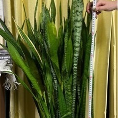 サンスベリア⭐︎マイナスイオン発生植物の画像