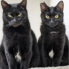 川崎市の公園の猫達