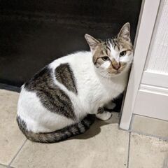【里親決定】大きな野良猫♂【去勢ワクチン接種済】 - 郡山市