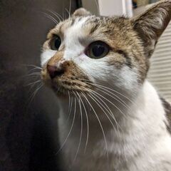 【里親決定】大きな野良猫♂【去勢ワクチン接種済】 - 猫