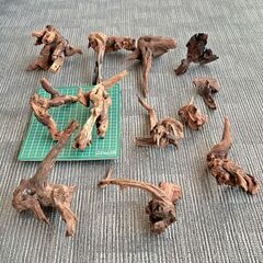 流木 水槽 アクアリウムの画像