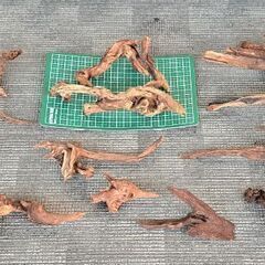 流木 水槽 アクアリウムの画像