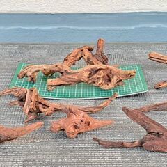 流木 水槽 アクアリウムの画像