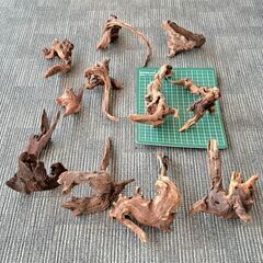 流木 水槽 アクアリウムの画像