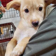 💚💚野犬の子犬２ヶ月里親募集💚💚