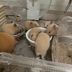 キンクマ赤ちゃん⭐︎里親募集⭐︎高岡市