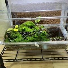 オキナワシリケンイモリ　生体5匹イモリウムセット　引き取り限定　繁殖可能なイモリウムの画像