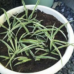 ソトフオリヅルラン（外斑折鶴蘭）子株 スパイダー プラント①の画像