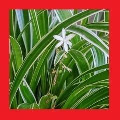 ソトフオリヅルラン（外斑折鶴蘭）子株 スパイダー プラント①の画像