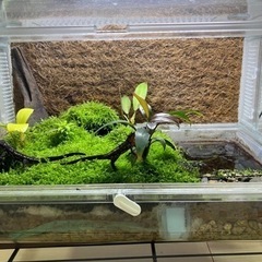 オキナワシリケンイモリ　生体5匹イモリウムセット　引き取り限定　繁殖可能なイモリウムの画像