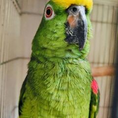 キビタイボウシインコ　里親募集