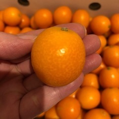 【完売】春姫