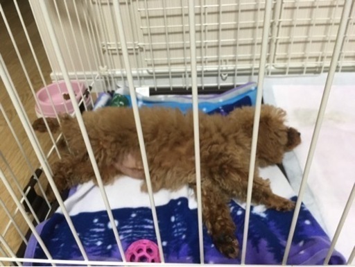 小型犬用ゲージ