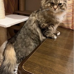 ラグドールとペルシャミックスの子達ですの画像