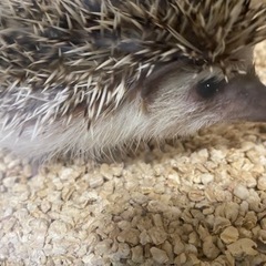 ハリネズミ 