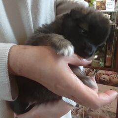 くりくりとした目がとってもかわいい男の子「たけし」くん！ - 犬