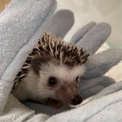 3歳ハリネズミ
