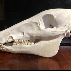 骨格標本 日本猪 頭蓋骨の画像