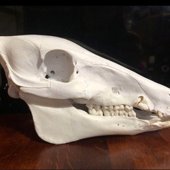 骨格標本 日本猪 頭蓋骨の画像