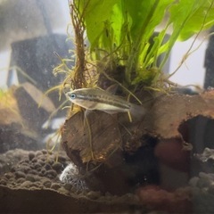 お譲り熱帯魚ピグミーグラミーのオスあげます