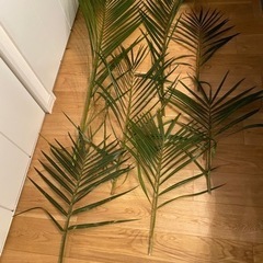 ヤシの木の枝モノ