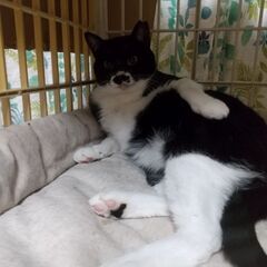 おひげ美人　お茶目なうさこさん - 猫