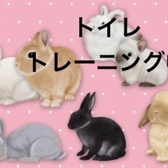 ！ありがとうございました！うさぎトイレトレーニング中です◆2羽飼い