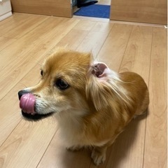 里親募集