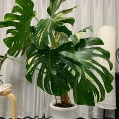 【約120cm】班入りモンステラ
