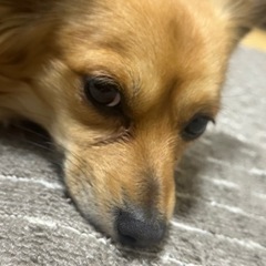 里親決まりました！