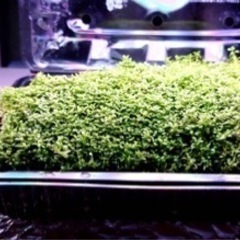 キューバパールグラス　水草　アクアリウム 水槽