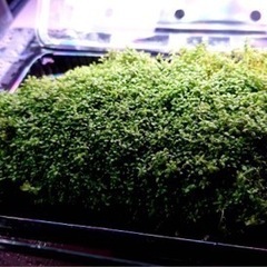 キューバパールグラス　水草　アクアリウム 水槽の画像