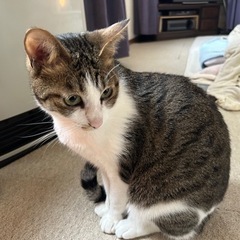 キジ白の猫の里親募集中です！！