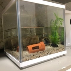 メダカ水槽　