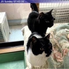 白黒猫のママしゃん - 猫