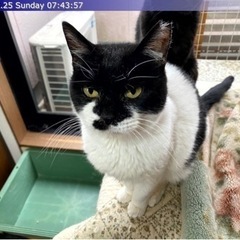 白黒猫のママしゃんの画像