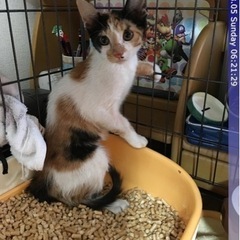 シャーデレみかちん - 猫