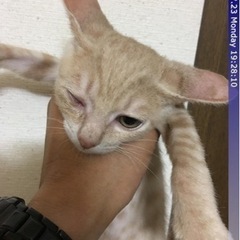 ベージュ色のクリーム − 東京都