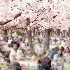 3/30(土)🌸大規模お花見友活🌸2024春お友達作り🌸