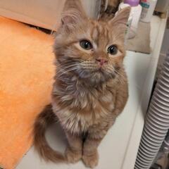 スコティッシュとラパーマのハーフ3ヶ月♂