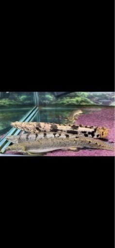 ポリプテルス　各種　売ります